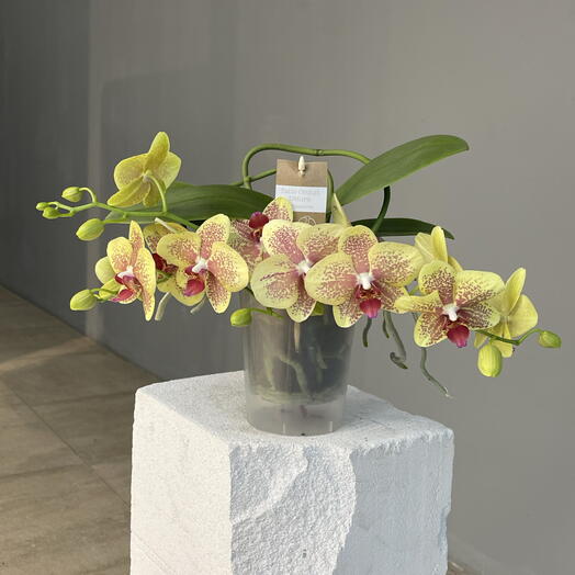 TABLE ORCHID YELLOW 2-ствольная настольная сортовая орхидея в подарочной коробке