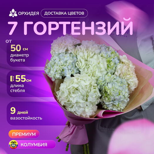 7 гортензий "Джамбо"