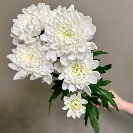 Хризантема кустовая