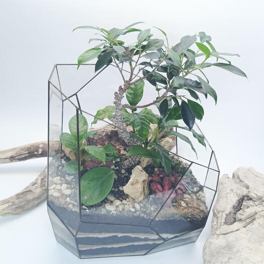 Bonsai Ficus Ginseng in the Olympus Florarium 30x34cm