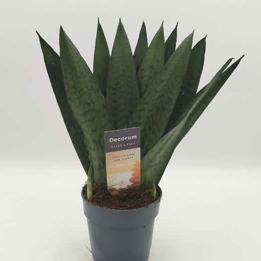 Сансевиерия Зейланика (Sansevieria Zeylanica)