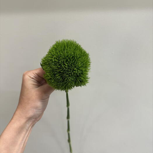 Диантус 🥝