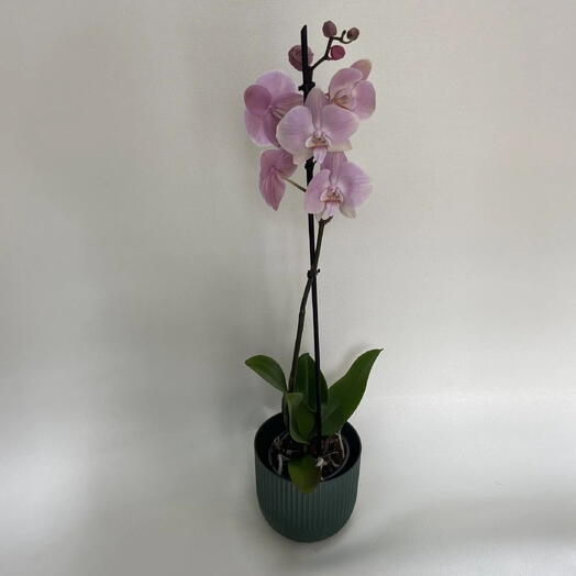Орхидея Фаленопсис (Phalaenopsis) розовый