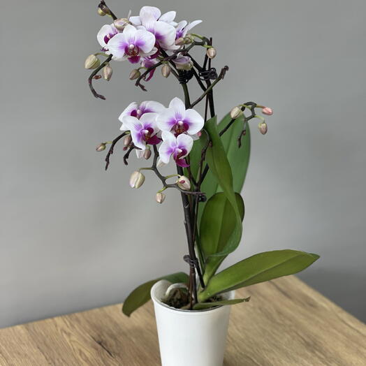 Орхидея бело-сиреневая