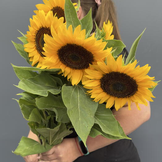 Подсолнухи 🌻