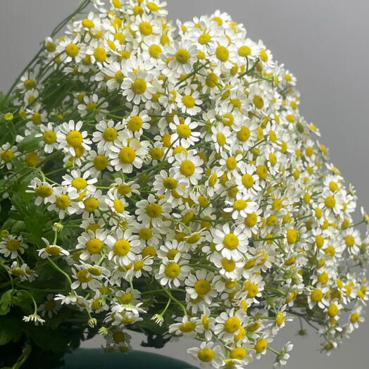 Пачка ромашек  Матрикария,25 шт