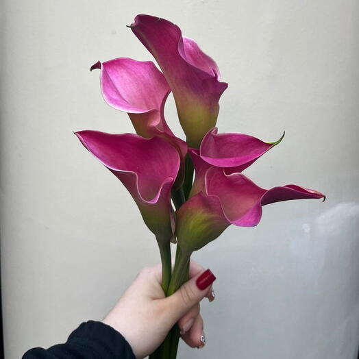 Розовые каллы
