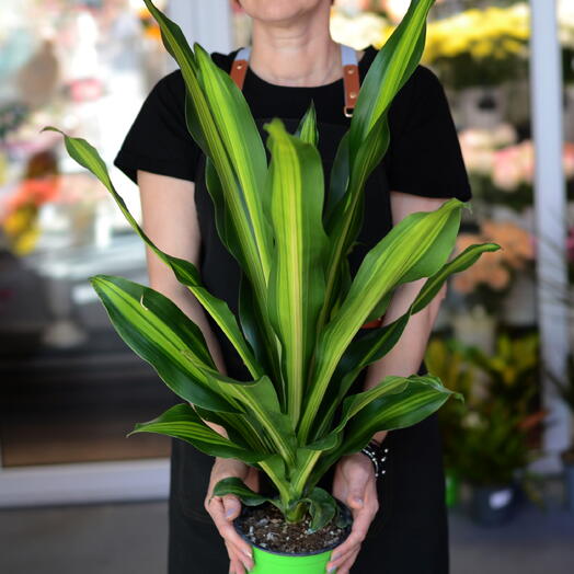 Драцена фрагранс (Dracaena fragrans)