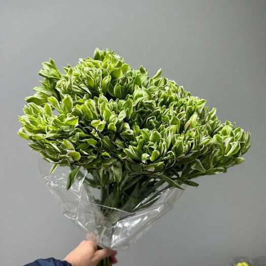 Пачка 5 штук, Альстрамерия кустовая Экстра