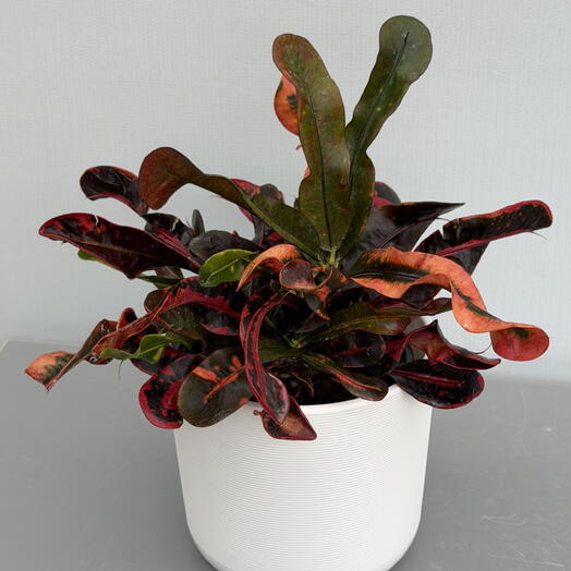 CODIAEUM КОДИУМ GEMENGD
(15/40)