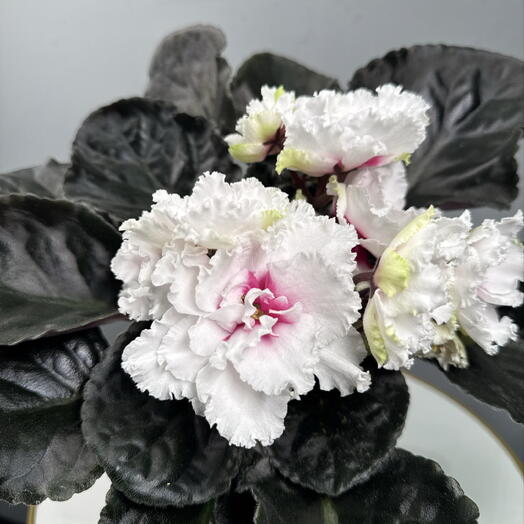 Фиалка сортовая «Ксения» в кашпо керамика бордо
