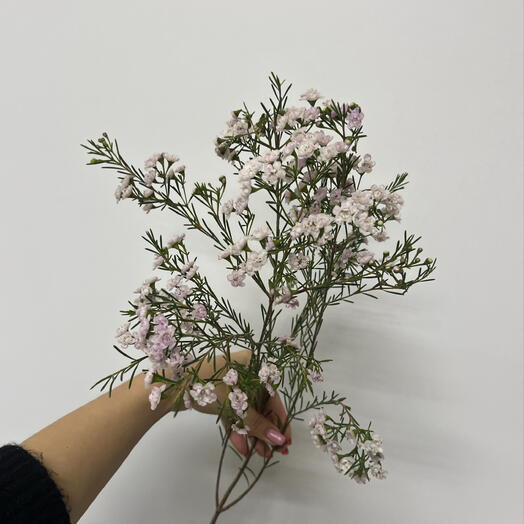 Хамелациум 🌸