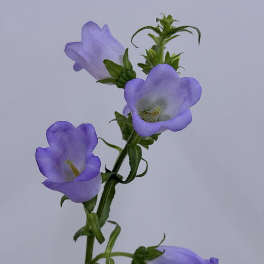 Кампанула сиреневая (колокольчик)
