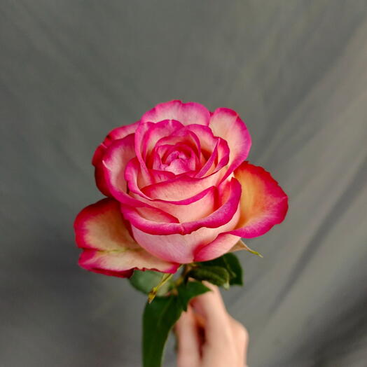 🌸 Роскошная двухцветная роза
