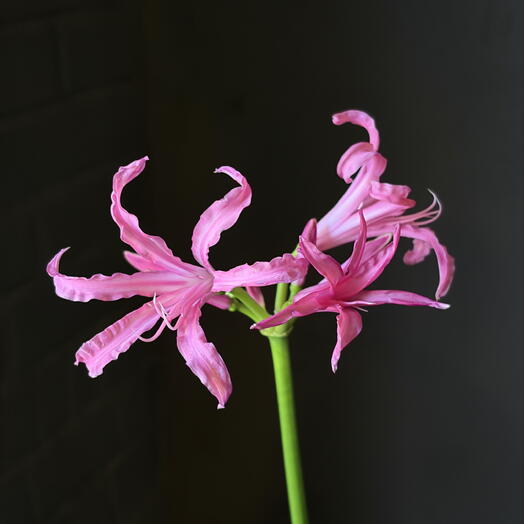 Нерине