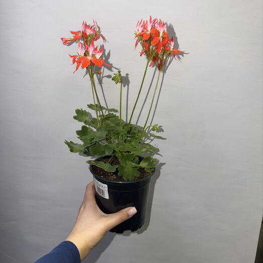 🌺 Пеларгония звёздчатая (зональная)