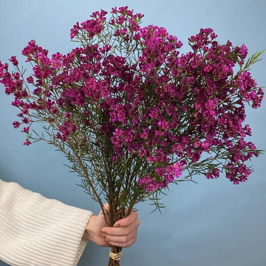 Пачка ваксфлауэр розовый, 10 шт