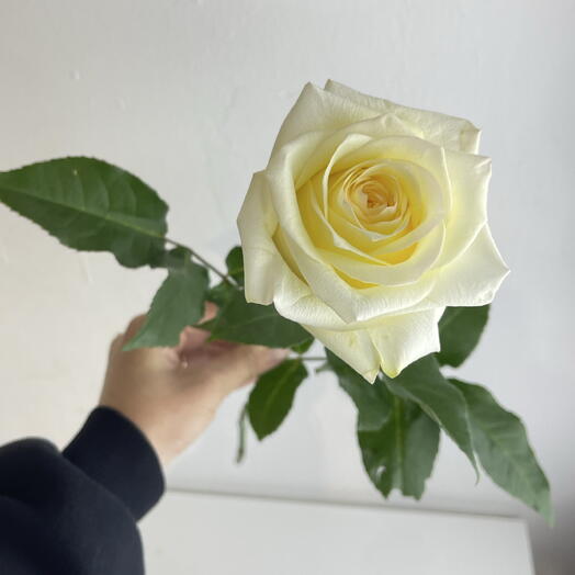 Роза Канделайт