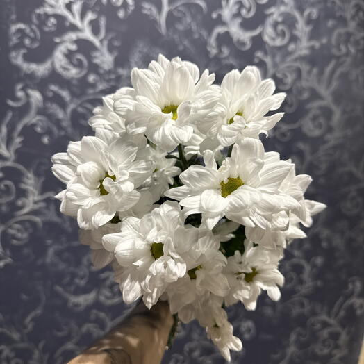 Хризантема Ромашка