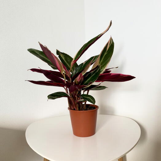 Stromanthe ‘Triostar  – Colorful Tropical Foliage