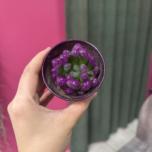 Суккулент Хавортия purple ice