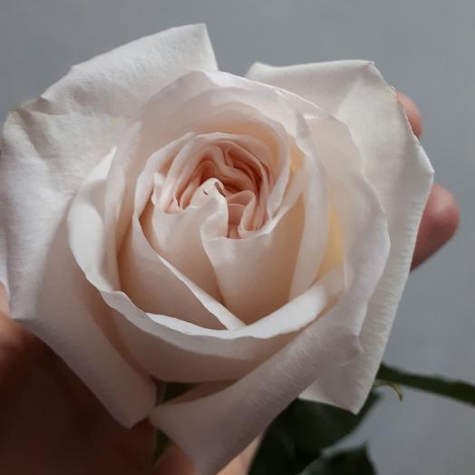 Rosa "White Ohara"