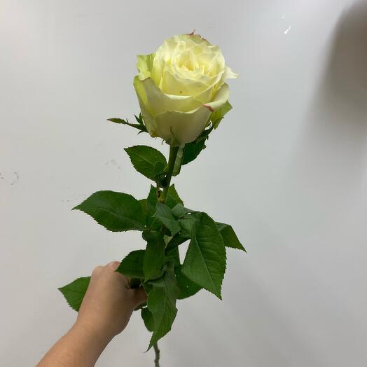 Роза белая 50 см