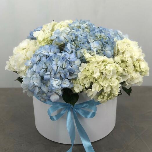 Hortensia