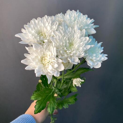 Bush Chrysanthemum Baltic