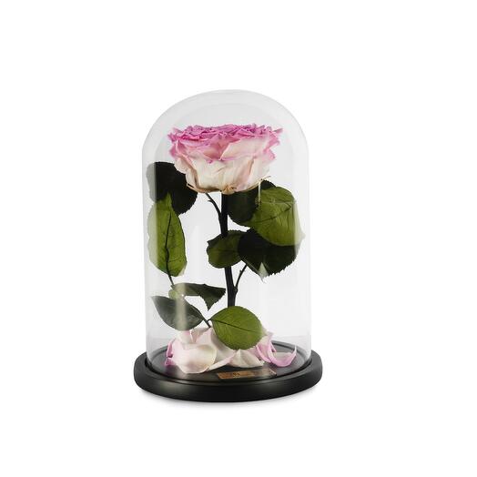Cherry Bloosoms Preserved Roses in a Glass Dome Single