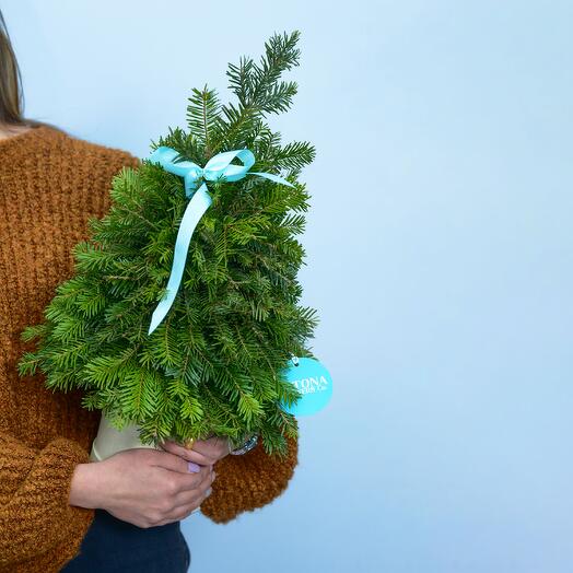 Елочка обычная