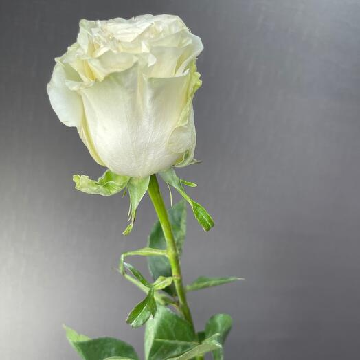 Роза  Мондиаль 70