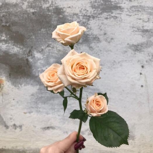 Rosa "Jana" 50 cm