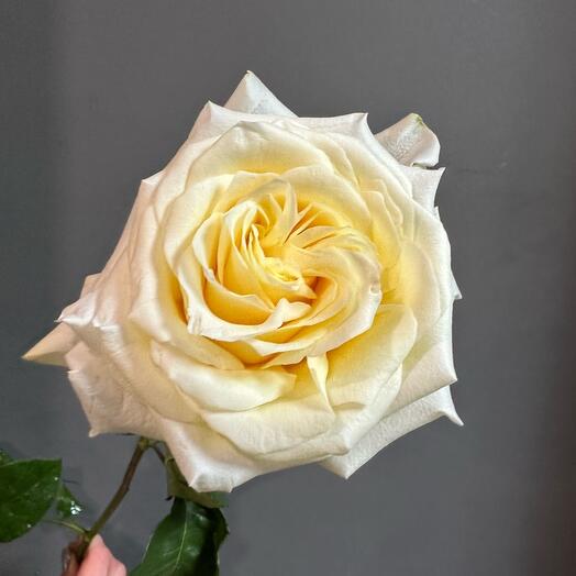 Rose candy light 60cm