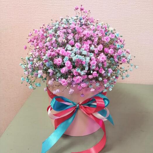 Gypsophila rainbow in a box
