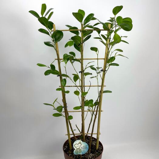Ficus