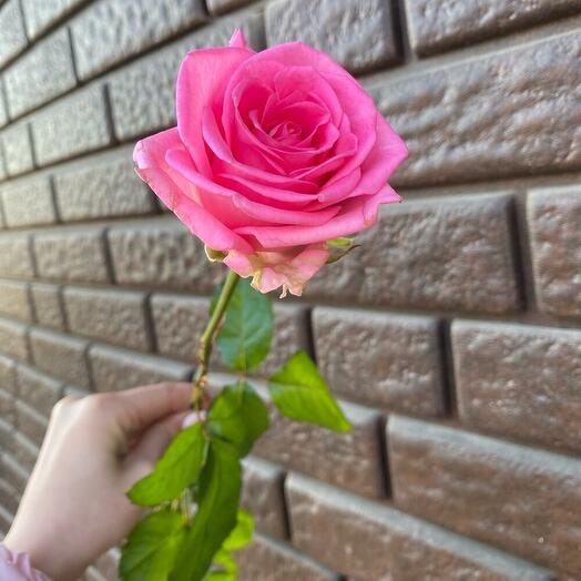 Pink Rose