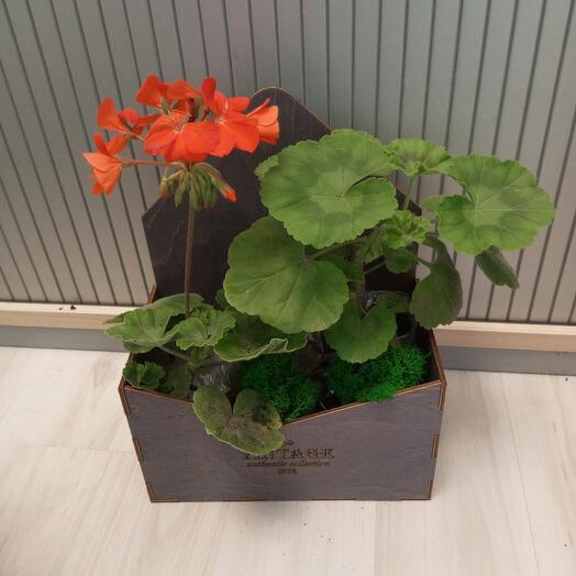 Mezcla de geranio Pelargonium en sobre regalo Vintage