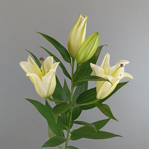 Lirio blanco
