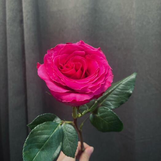 Розовая Роза