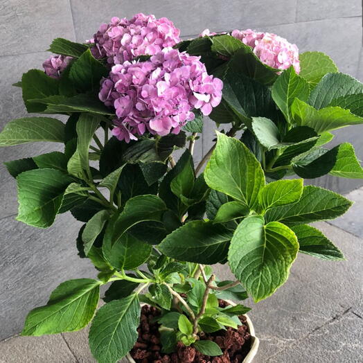 Hortensia