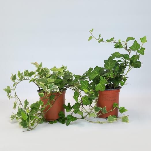 Set of Ivy Hedera Helix, D-9 cm