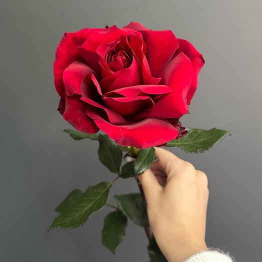 Французская Роза