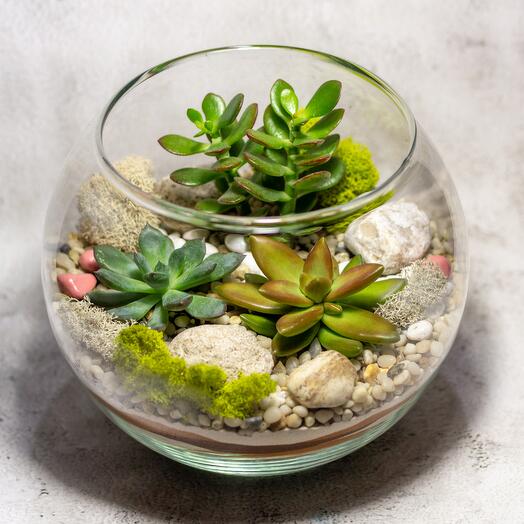 Флорариум М. Суккуленты в шаре