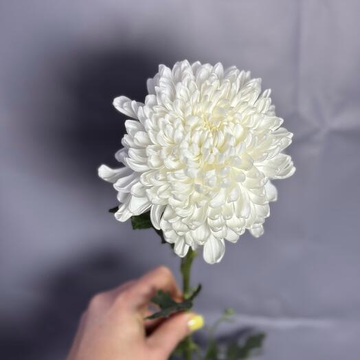 Зефирка - одноголовая хризантема