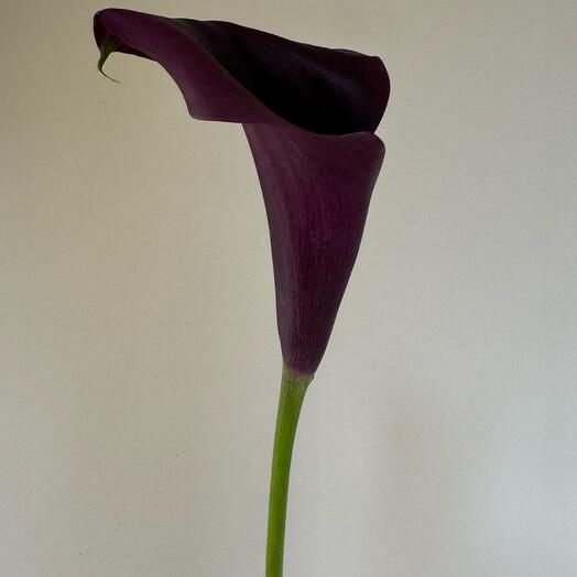 Калла тёмно-фиолетовая Odessa