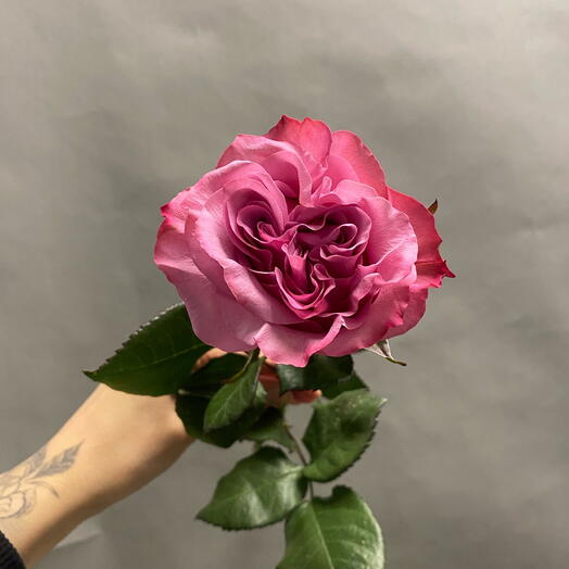 Single-headed peony rose