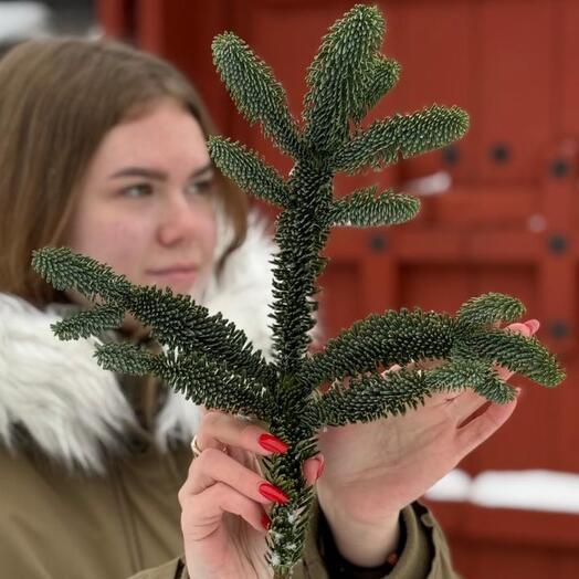 1 Лапа Нобилиса "Xs"