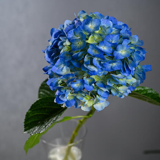 Hydrangea - Blue-0751