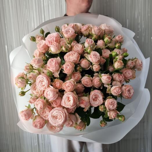 19 bush roses bambastic